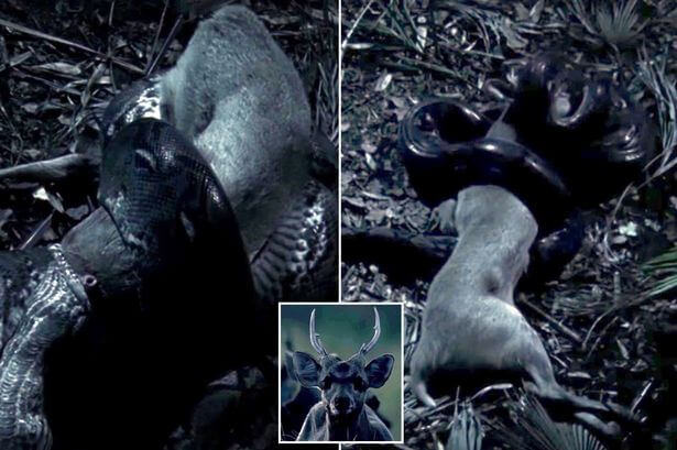 Гигантский сетчатый питон не оставил никаких шансов оленю в Индонезии (Видео)