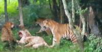 ШОК*! Белый тигр, попав в клетку к бенгальским соплеменникам, погиб в неравном бою. (Видео) 0