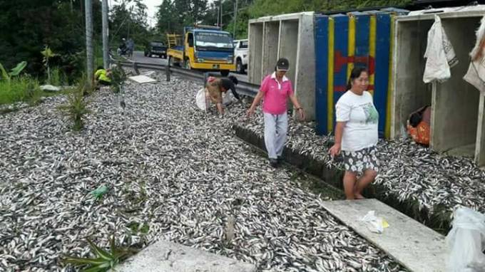 Тонны живой рыбы оказались на обочине по вине водителя грузовика в Малайзии