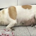 Любители животных испытали «разочарование», когда спасли «беременную» бродячую собаку в Китае (Видео)