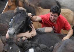 Тысячи испанцев приняли участие в массовой «объездке» диких лошадей в Галисии. (Видео) 10