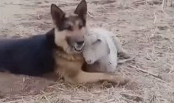 Больше, чем дружба: овчарка и овца продемонстрировали тёплые отношения друг к другу (Видео)