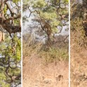 Молниеносная охота: леопард с дерева атаковал антилопу на глазах у ошеломлённого туриста (Видео)