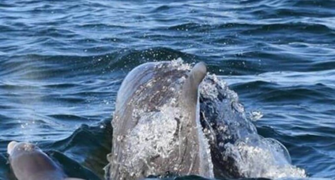Туристы стали свидетелями рождения дельфина у побережья Западной Австралии (Видео)