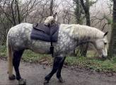 Сиамский кот «объездил» пони на ферме в Британии. (Видео) 0