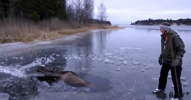 Драматический момент спасения провалившегося под лёд лося, сняли на видео камеру шведские любители конькобежного спорта.