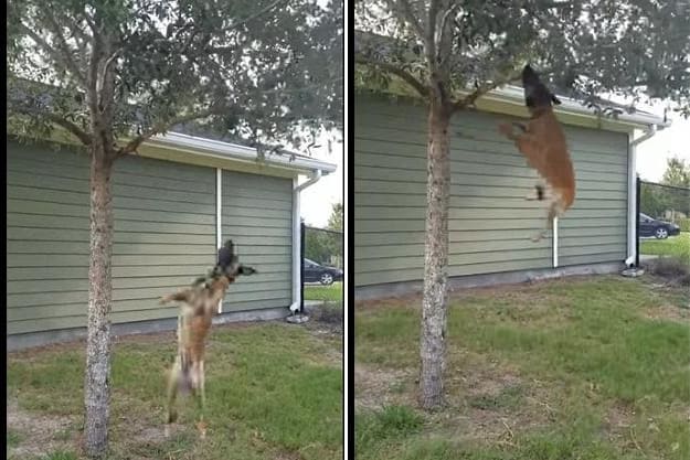 Необычное увлечение открыл для себя щенок бельгийской овчарки во Флориде. (Видео)