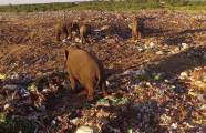 Стадо слонов вынуждено искать пропитание в куче отходов на полигоне в Шри - Ланке 0