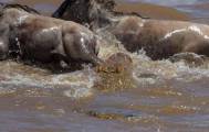 Британский турист сфотографировал, как огромный крокодил «пообедал» антилопой гну в Кении. 1