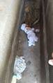 Бессердечная мамаша оставила 2-месячного младенца на филиппинском кладбище 0