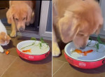 Добрый пёс отбил у кота рыбу, вернул её в миску с водой и попал на видео в Китае