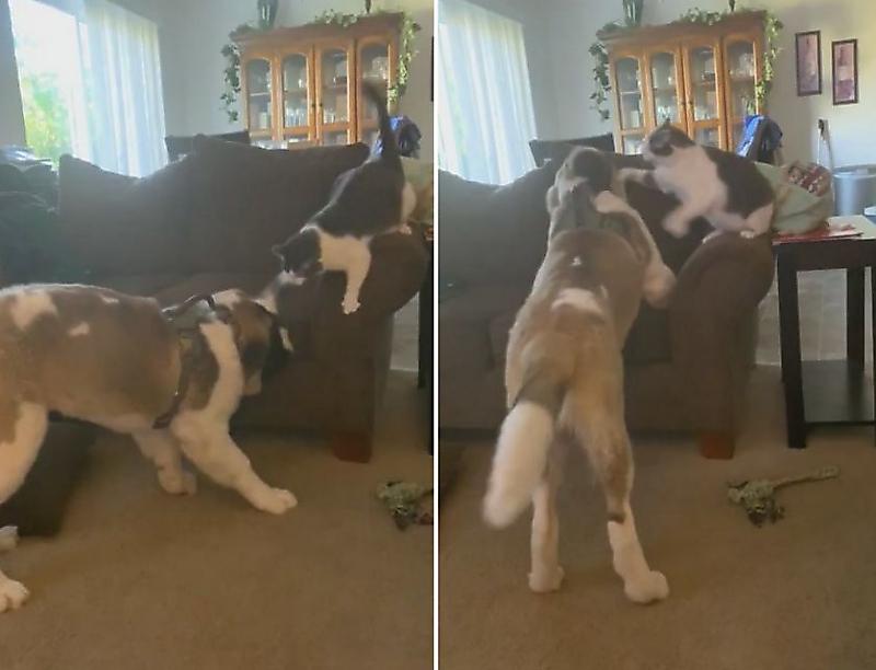 Настырный пёс попытался освободить хозяйский диван от «усатого захватчика» ▶