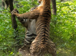 Тигры не поделили самку на глазах у туристов в индийском лесу 3