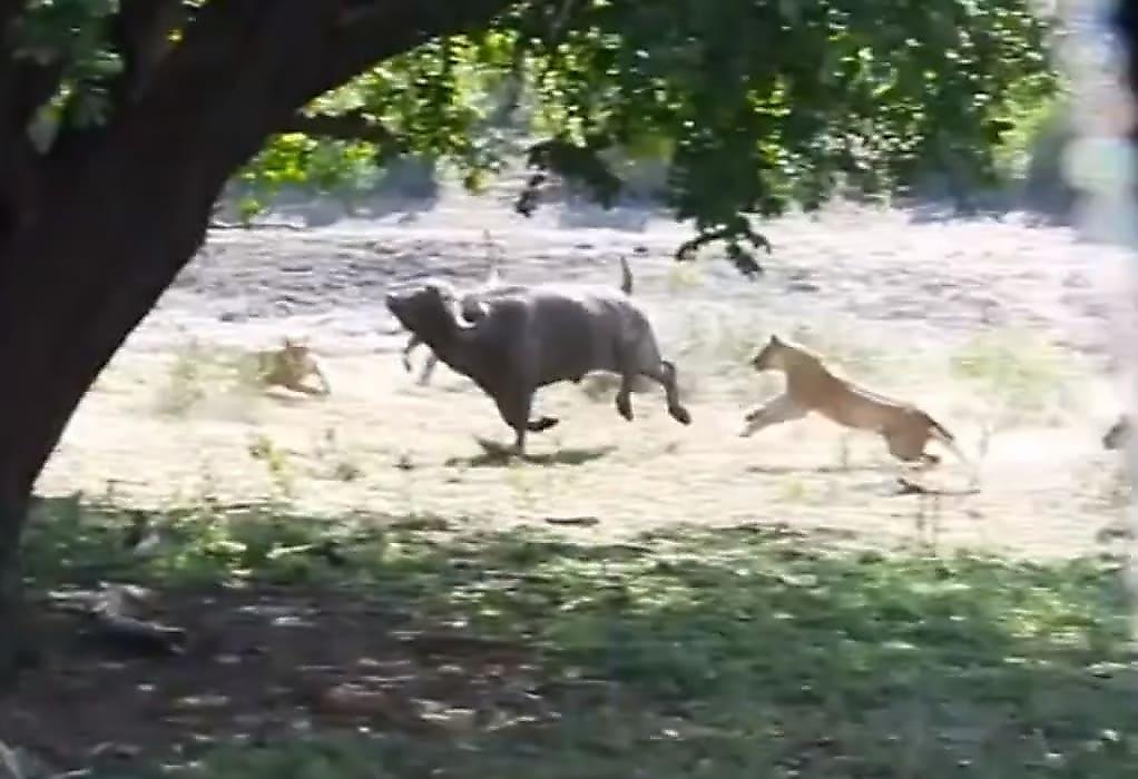 Одинокий буйвол разогнал львов, имевших неосторожность напасть на него - видео