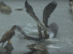 Орёл атаковал орлана, лакомящегося рыбой возле побережья Аляски ▶