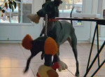 Пёс исполнил энергичный танец со своей новой игрушкой
