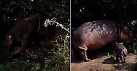 Самка бегемота, защищая детёныша, напала на спаривающихся львов и прогнала сородича в ЮАР