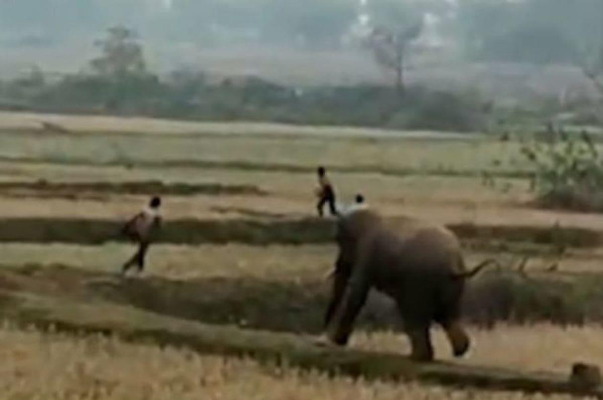 Слон устроил погоню за наглецом, посмевшим ударить его