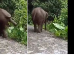 Слонёнок попытался облагородить свою территорию и пригнуть к земле огромный лист (Видео)