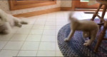 Собаку не впечатлил передний флип, выполненный котёнком через ножку стула (Видео)