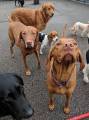 Идеальный снимок: 30 псов приняли участие в коллективном селфи в американском питомнике 13