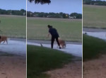 Девушка еле увела свою собаку, схватившуюся с белкой - видео