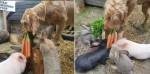 Добрый пёс покормил морковью кроликов и свиней на ферме в Германии (Видео)