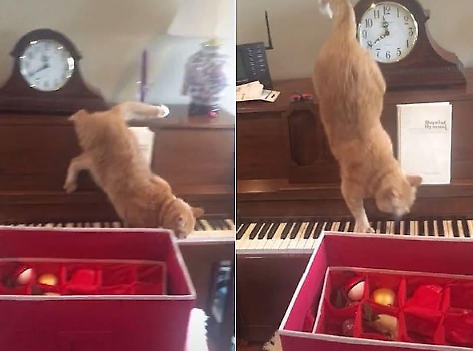 Кот, в панике спустившийся с пианино, прославился в сети