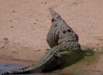 Крокодил сожрал заживо сородича на глазах у туриста 1