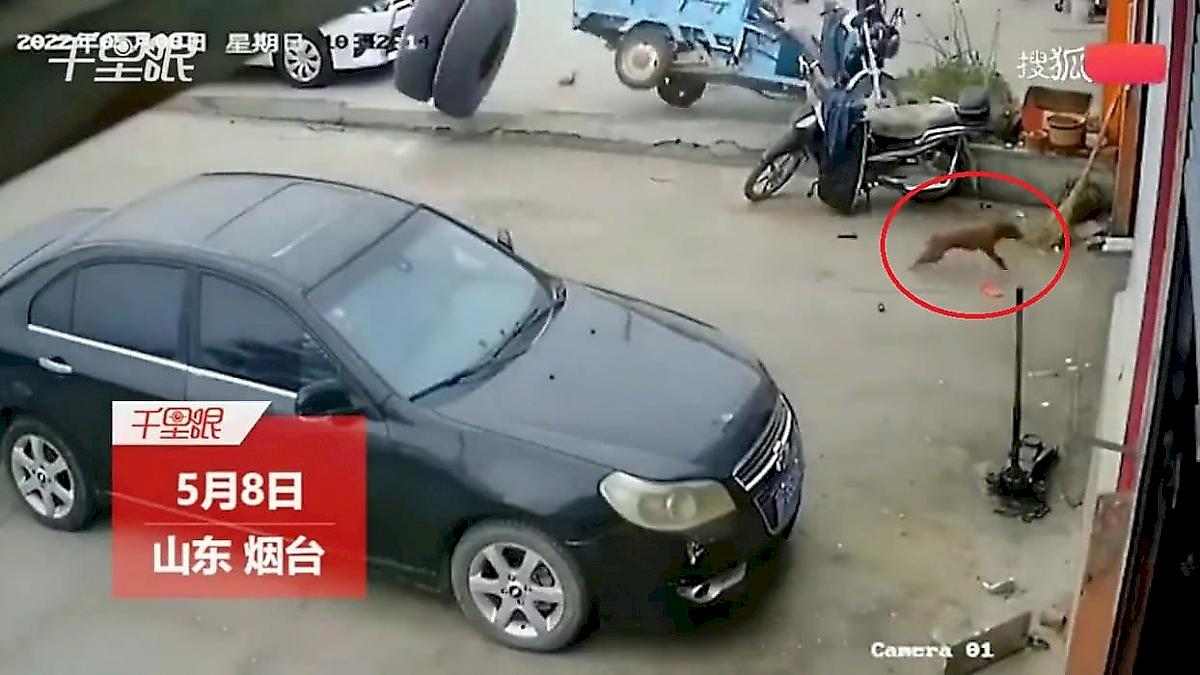 «Погоня» грузового колеса за собакой попала на видео в Китае