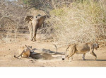 Слониха отбила своего детёныша у голодных львиц в Зимбабве