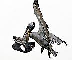 Сокол, защищая гнездо, атаковал двух пеликанов, пролетающих мимо 0