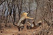 Тигрица напала на свою мать на глазах у туриста в Индии 4