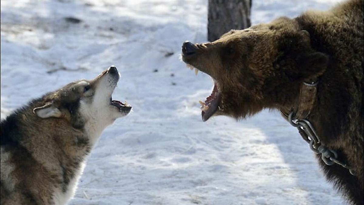Верный пёс вступил в схватку с медведем и спас своего хозяина в Турции