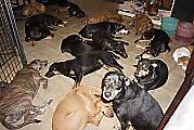 Жительница Багамского острова спасла от урагана 97 бездомных псов, приютив их в своей спальне 9