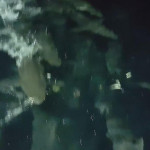 Здесь рыбы нет! Стая голодных акул сопроводила рыбацкую лодку у австралийского побережья (Видео)