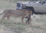 Дикий пёс перехитрил жадную львицу на глазах у туристов в Африке ▶