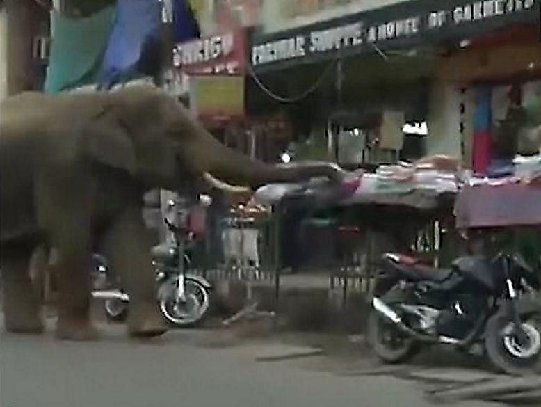 Дикий слон сохранил спокойствие, совершая путешествие по шумному индийскому городу ▶