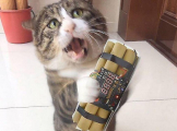 Харизматичный кот стал новой знаменитостью в Китае 7