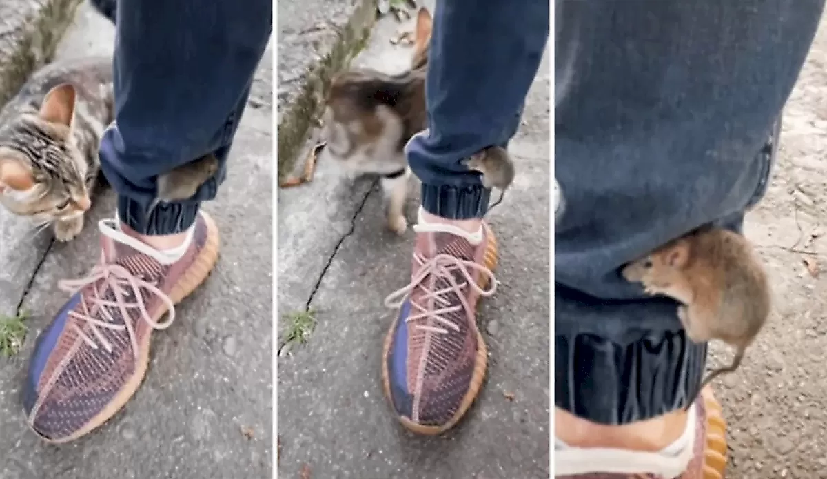 Хитрый мышонок спасся от кошки, используя штаны пешехода - видео