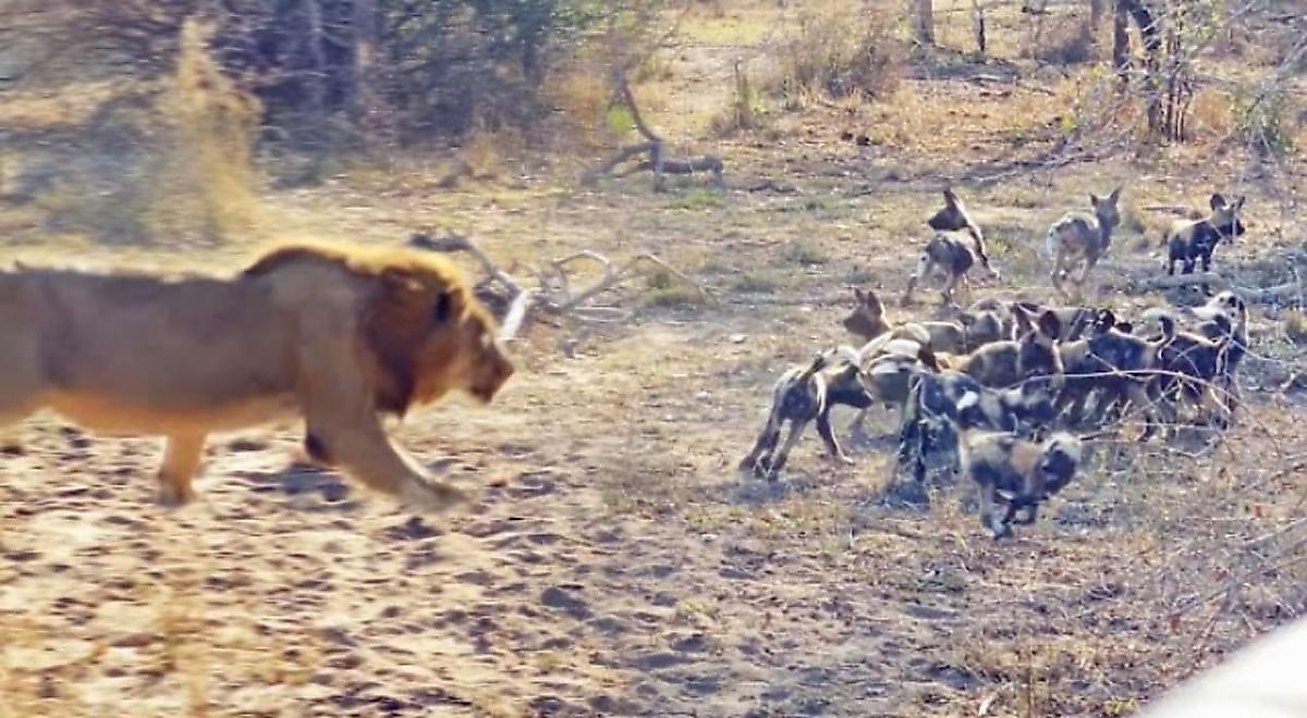 Лев напал на щенков дикой собаки и шокировал туристов в ЮАР