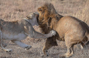 Битву за потомство между львами и львицами сфотографировал африканский гид 0