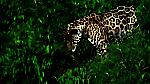 Неудачная охота ягуара на каймана была запечатлена туристом в Бразилии