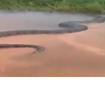 Огромная анаконда перегородила водный путь бразильскому рыбаку ▶