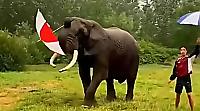Слон с зонтом исполнил забавный танец со своим двуногим другом