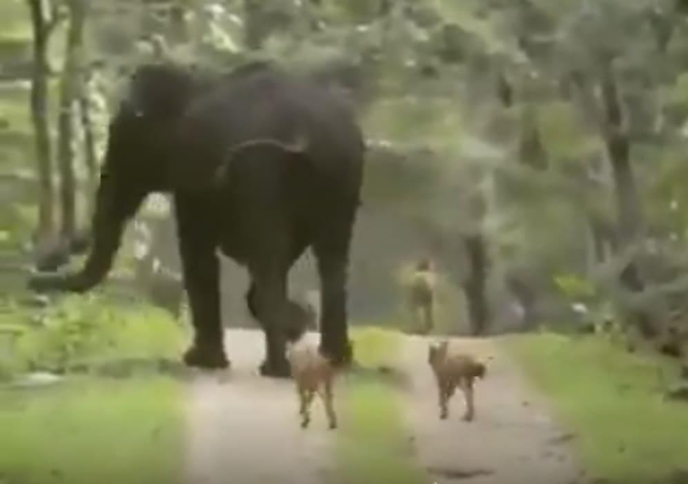 Слониха, защищая детёныша, разогнала стаю красных волков в Индии
