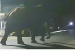 Воришка слон обокрал магазин и стащил арбуз «из-под носа» полицейских