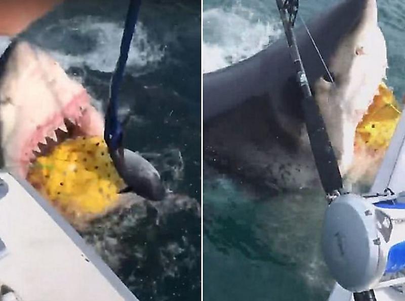 Белая акула похитила мешок с приманкой у рыбаков ▶