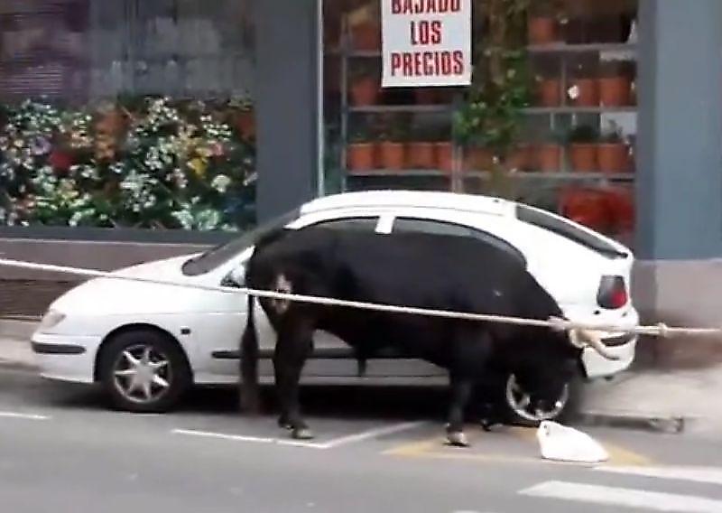 Буйный бык поднял на рога машину в Испании ▶