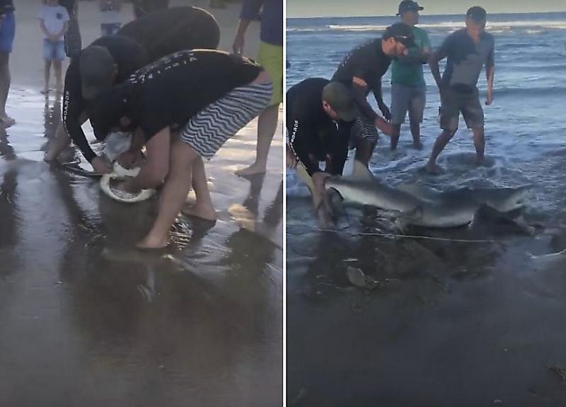 Группа туристов освободила акулу от пластикового «ожерелья» у побережья Австралии ▶